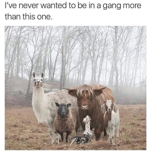No baa-d blood in the barnyard. – Image