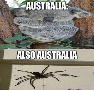 Australia, home of the biggest insects – Image