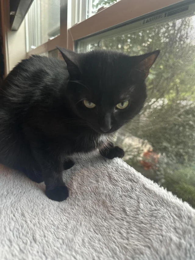 Can yall make my cat a meme – Image