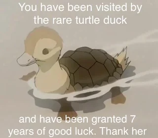 Rare turtle duck – Image