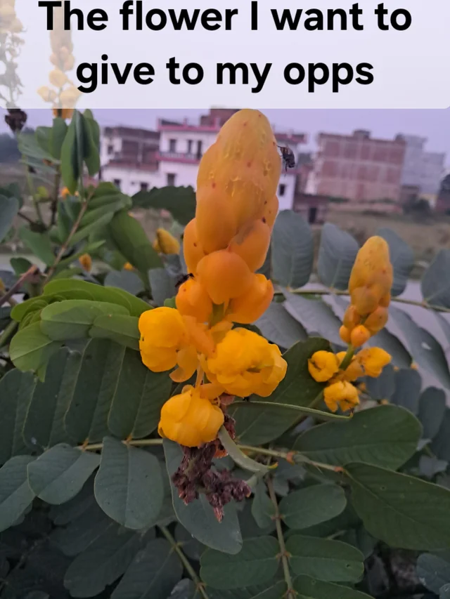 I hate no one , not even my opps – Image