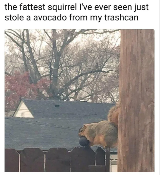 Refuse keeps it well fed. – Image
