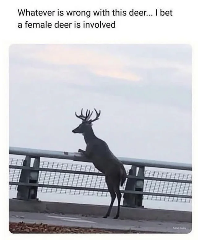 I get you, dear deer. – Image