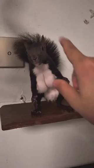 Big boobs squirrel 🥴 – Image
