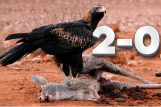 'Merica F yeah #1 – Image