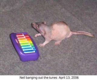 7373 days since Neil banged out the tunes. #1 – Image