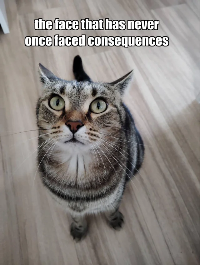 My wife says he gets away with everything with this face. She’s not wrong. – Image