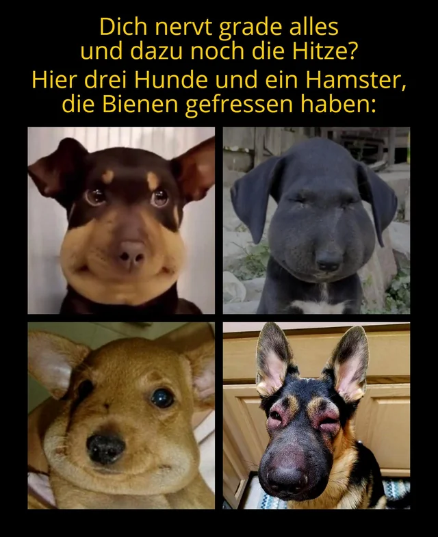 Seit wann fressen Hamster Bienen? #1 – Image