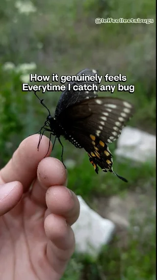 Who else Feels This EXACT Way when they catch bugs? #1 – Image
