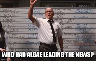 Algae algae #1 – Image