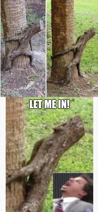 Memes found in Nature #1 – Image