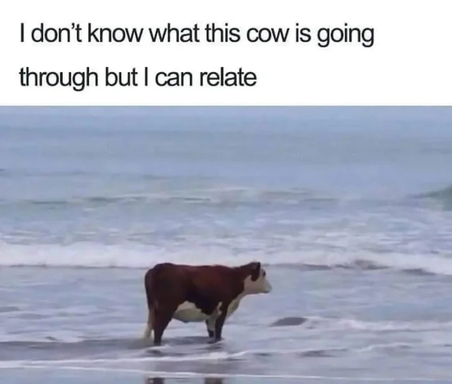 Me is cow cow is me. #1 – Image