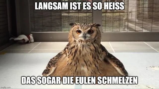 tiere in hitzenot #1 – Image