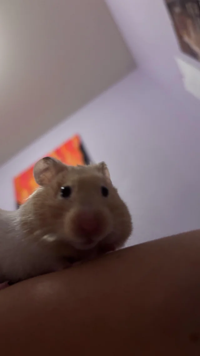 Judgmental hamster #1 – Image