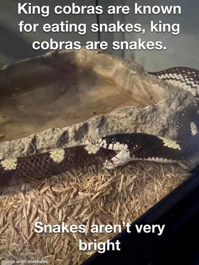 You gotta love King cobra‘s right? – Image