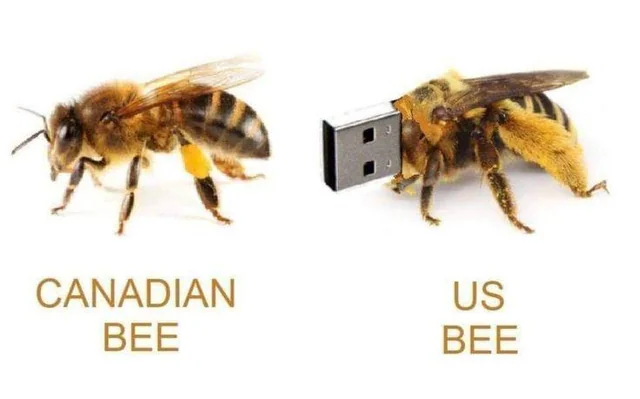 US BEE 🐝🍯🐝 #1 – Image