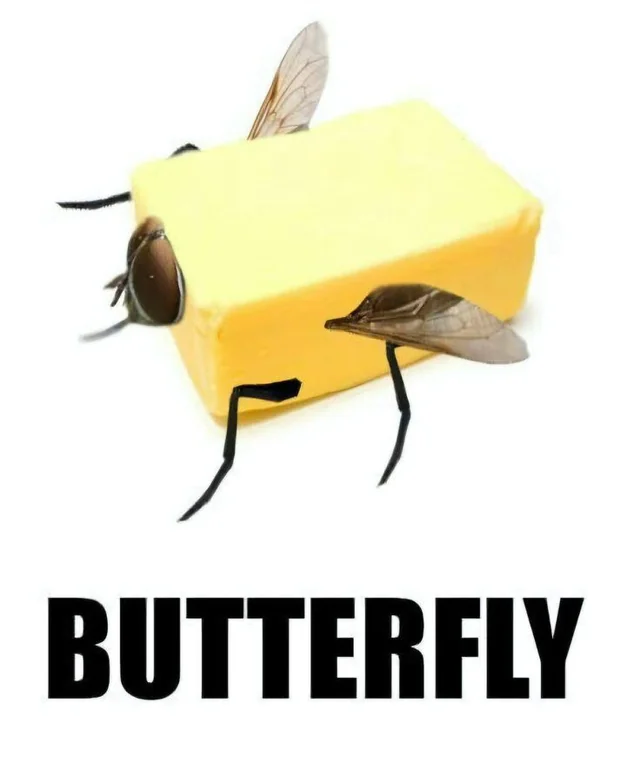 Butterfly 🧈 – Image