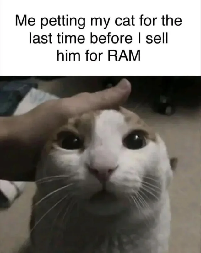 Ggs to my cat – Image