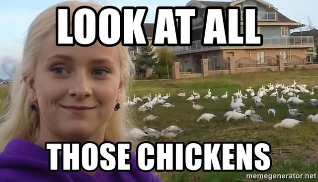 Look at all those chickens – Image