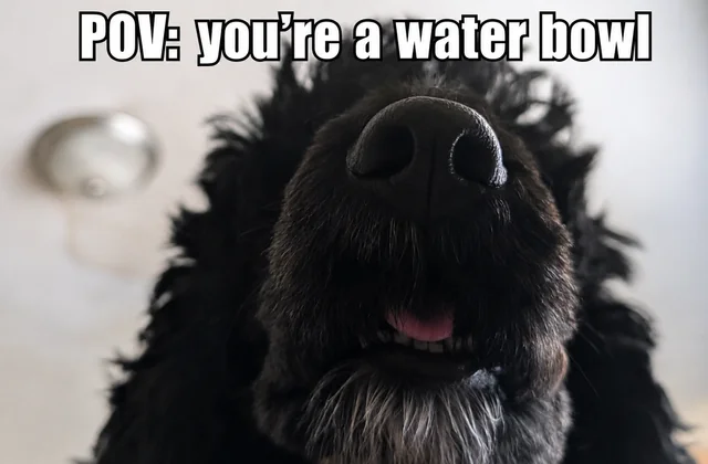 For the dog people #1 – Image
