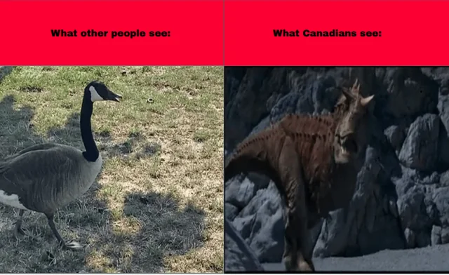 Only in Canada... – Image