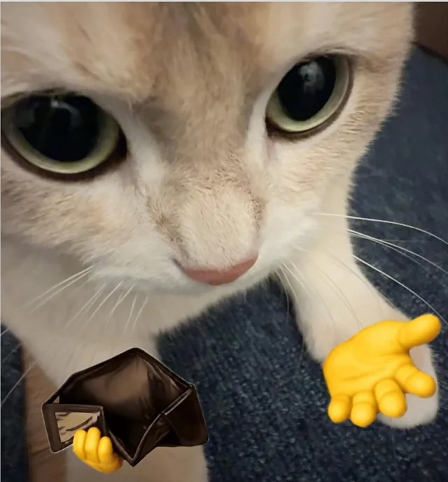 Do you want my cat memes collection 😎🤙🏻?? #1 – Image