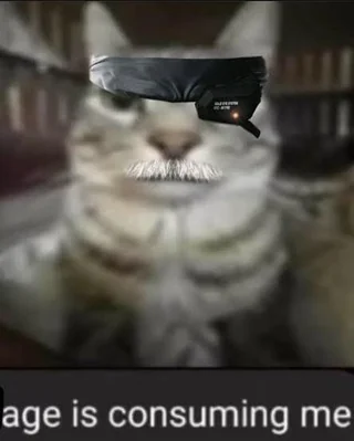 Funny cat age of consumption #1 – Image