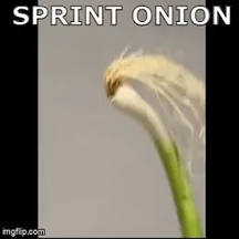 onion halland isnt real #1 – Image