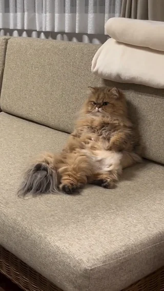 When you catch your cat emotionally invested in the Egypt vs. Argentina match #1 – Image