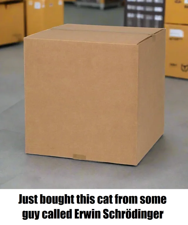 My new cat – Image