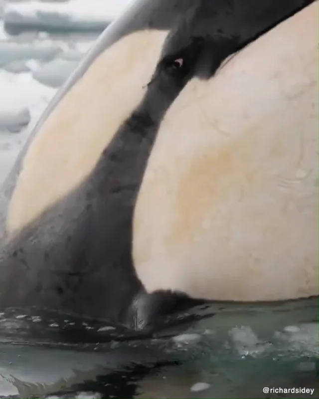ORCA has something to say – Image