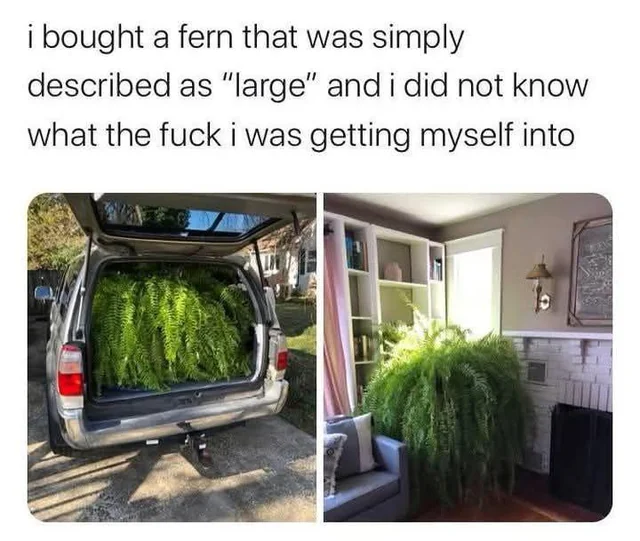 Startled by shrub like size. #1 – Image