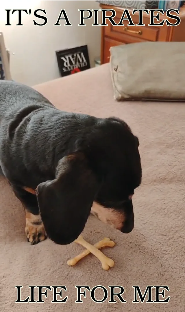 Dem bones, dem bones, dem treat bones! – Image