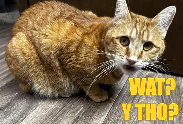 WAT CAT SAYS: – Image