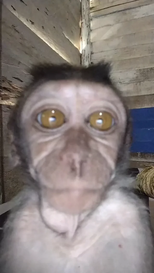 buyuang monkey – Image
