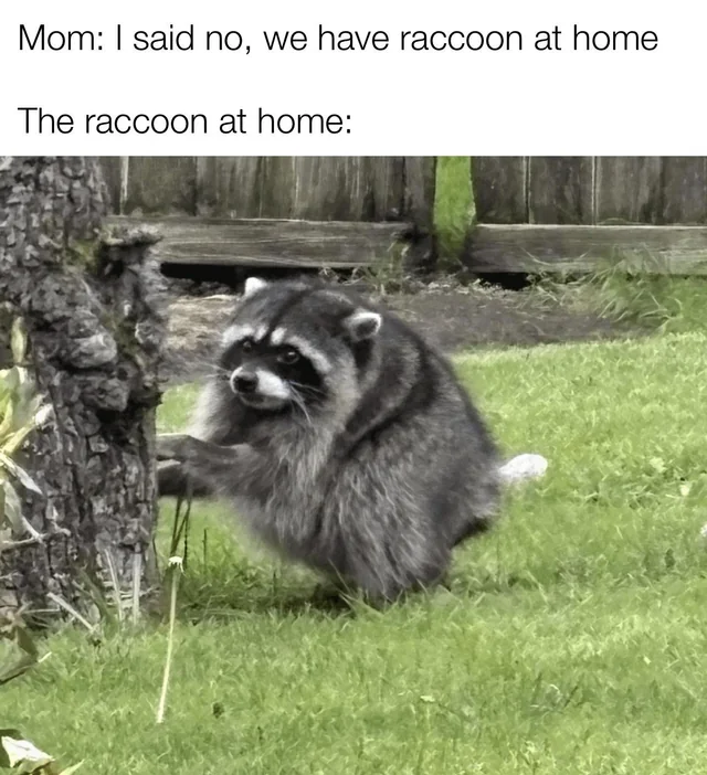 This is Jimothy, nobody messes with Jimothy – Image
