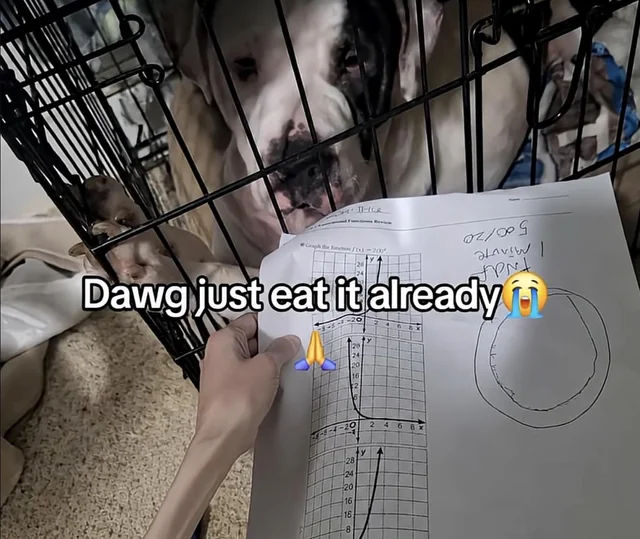 I need my dog to do this bruh – Image